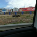 Cinghiali sulla Murgia: abbattuto esemplare di ben 170 chilogrammi nelle campagne di Andria