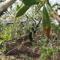 Crisi olivicola, perdite fino al 95% mentre la xylella arriva alle porte di Fasano