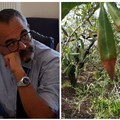 Danni da gelate, indennizzi fermi al palo. Matera: "Rispetto per gli agricoltori andriesi "