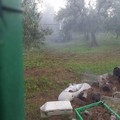 Inquinamento, i veleni arrivano anche sulla Murgia