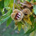 Il Rotary di Andria dona 2 alberi di castagno alle scuole “Graziella Mansi” e “Giovanni Falcone”