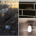 Topi in periferia, rifiuti in campagna: protestano i cittadini