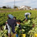 Denuncia Flai Puglia su occupazione agricola: persi 6mila operai nel 2020, nella Bat 124