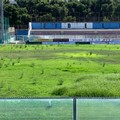 Stadio Degli Ulivi, gestione commissariale:  "Prossima settimana lavori manto erboso "