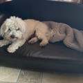 Ritrovato Rommy, il cane maltese rapito ieri ad Andria: è in buone condizioni