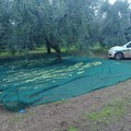 Sventato furto di olive ad Andria in contrada "Pier delle Vigne "
