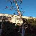 Alberi secchi nel giardino della scuola “Giovanni Paolo II-Edmondo De Amicis”