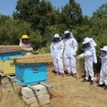 Clima, le api, sentinelle della salute: in Puglia 14 kg ad alveare