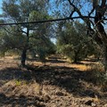 Allarme xylella nella BAT:  "bomba ad orolegeria presso l’ex Azienda Agricola Provinciale Papparicotta: PD responsabile”
