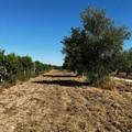 Furto nell'azienda agricola Tannoia di Andria, ingenti danni e rabbia