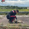 I Carabinieri della Compagnia di Andria mettono in salvo un cucciolo