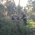 Un altro albero caduto nella pineta della Villa comunale di Andria