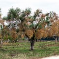 Presenza delle xylella in provincia di Bari: un ulivo infetto a Polignano e 2 piante malate a Monopoli