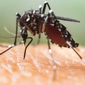 Elevata presenza di zanzare: Fareambiente Andria sollecita il Comune ad effettuare trattamenti