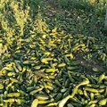 Quintali di zucchine lasciate marcire nelle campagne di Andria: "Prezzi troppo bassi per la vendita all'ingrosso "
