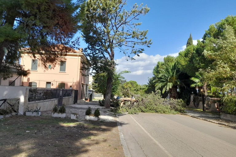 albero si schianta a Montegrosso sulla strada per Castel del Monte