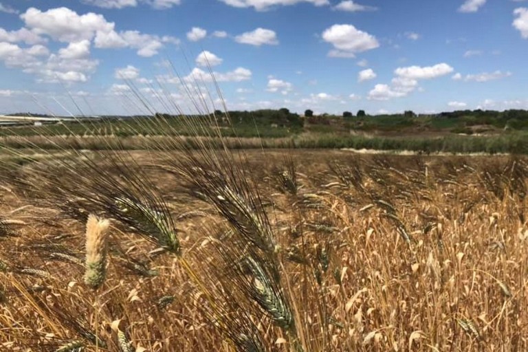 grano