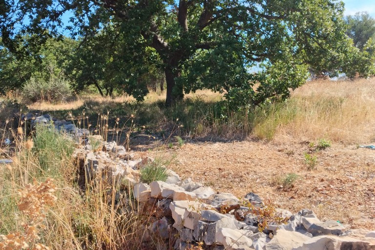 Santa Barbara: ultimi lembi di un bosco di querce maestose