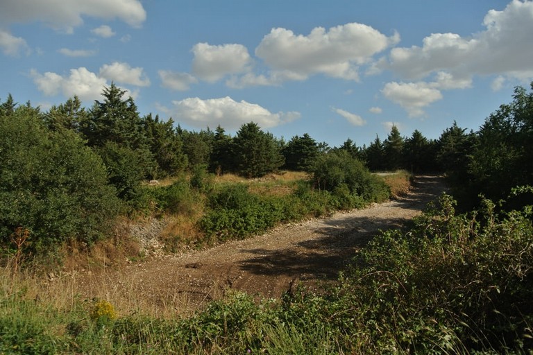 pineta Parco nazionale dell'alta Murgia