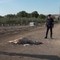 Asino trovato morto con le zampe legate nelle campagne di Andria