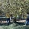 Scatta la raccolta delle olive in Puglia, al via oggi
