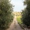 Cortecce di mandorle per le strade di campagna, anche questo è inquinamento