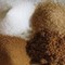 Zucchero di canna: grezzo o integrale?