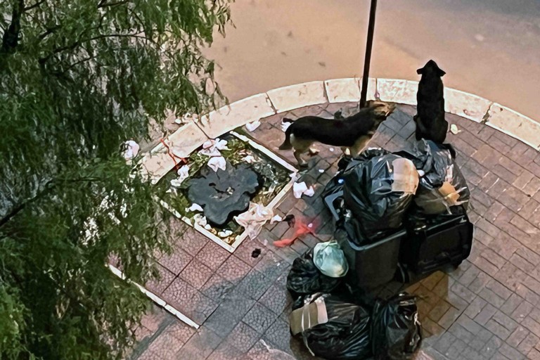 avvistati cani di grossa taglia che banchettano vicino ai bustoni dei rifiuti