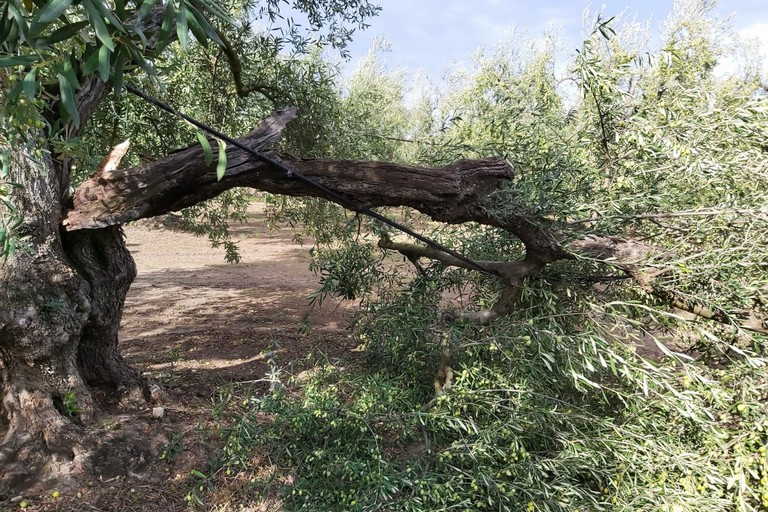 Albero di ulivo spezzato dalla forza del vento