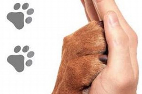Batti il 5 col tuo cane