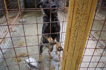 Cani assetati canile trani
