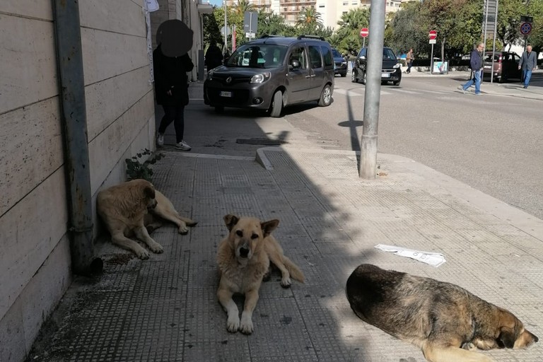 Cani in attesa davanti all'ingresso dell'ospedale