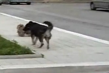 Cani a San Valentino