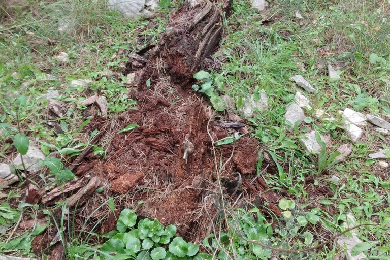 Messa in sicurezza del bosco di Castel del Monte