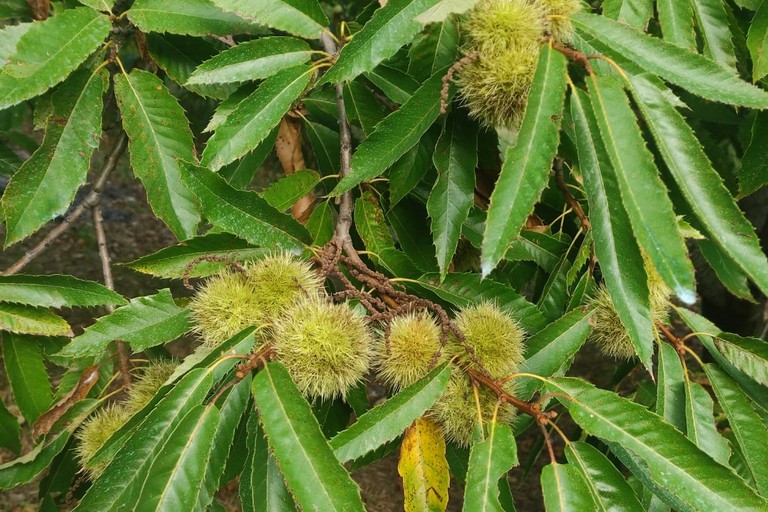 castagne