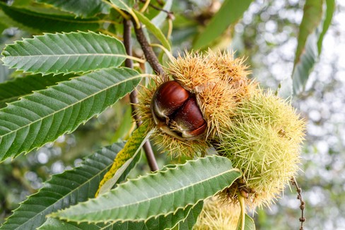 castagne