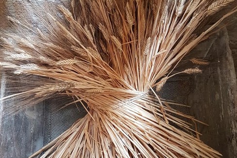 grano