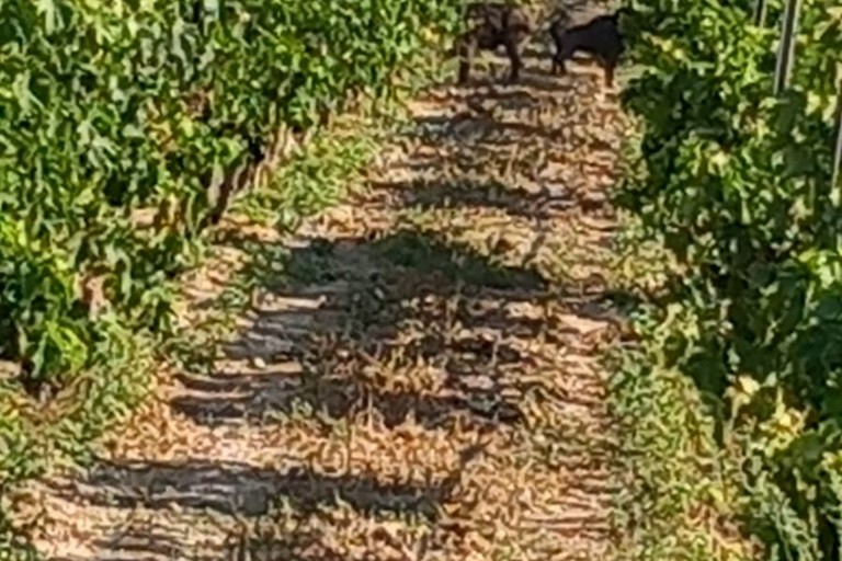 Montegrosso: cinghiali distruggono vigneti e impianti di irrigazione