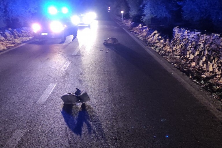 Auto investe grosso cinghiale sulla strada che da Andria porta a Castel del Monte