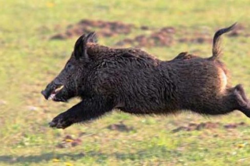 cinghiale