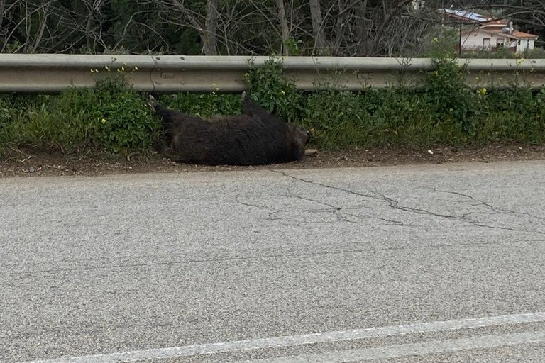 Rinvenuta carcassa di cinghiale in territorio di Andria