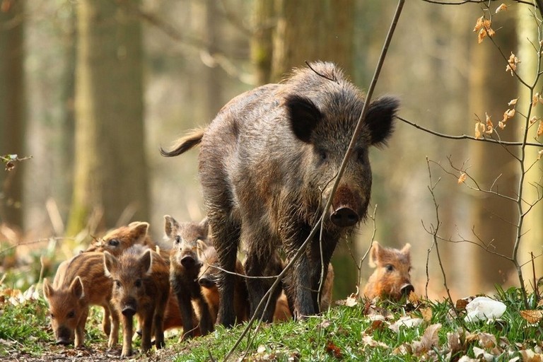 cinghiale