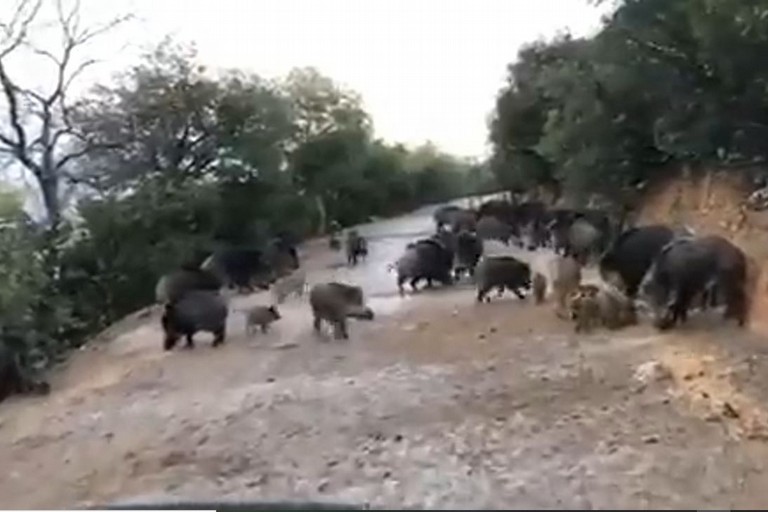 Cinghiali nel territorio di Andria JPG