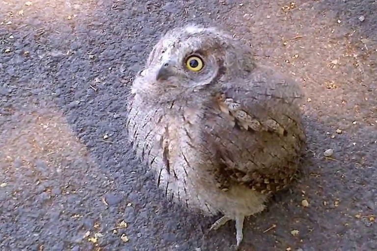 Federiciani soccorrono civetta