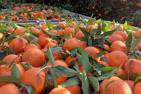 clementine