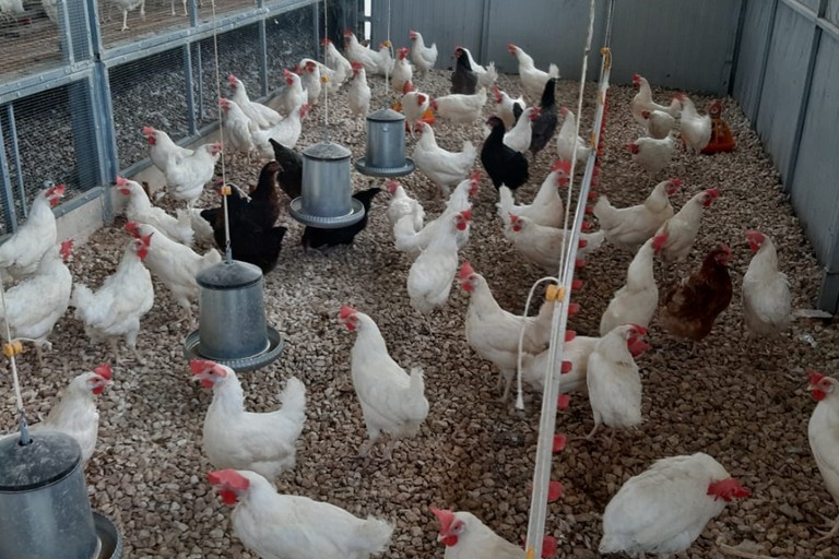 Azienda avicola “Colangelo”