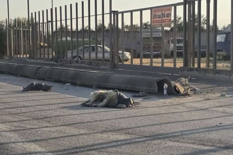 Carcassa di un cane sulla tangenziale di Andria