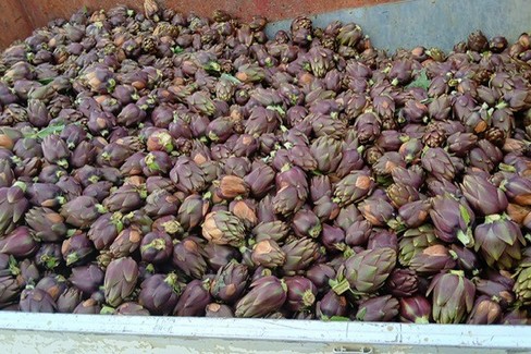 Carciofi
