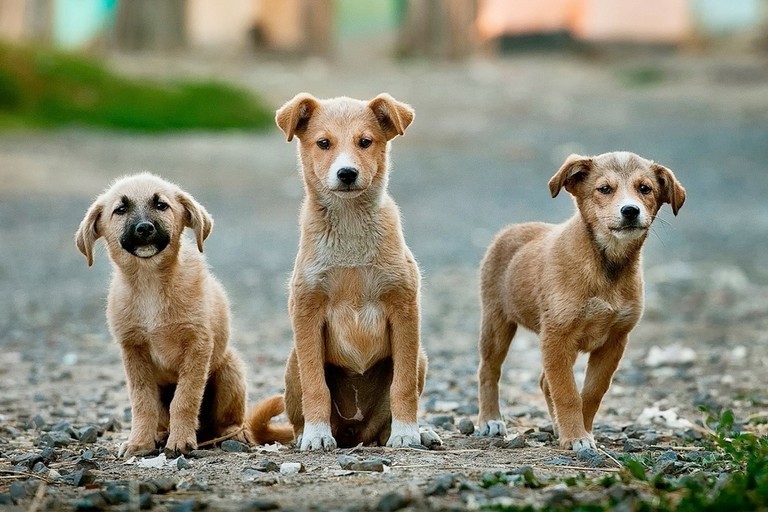 cuccioli di cane