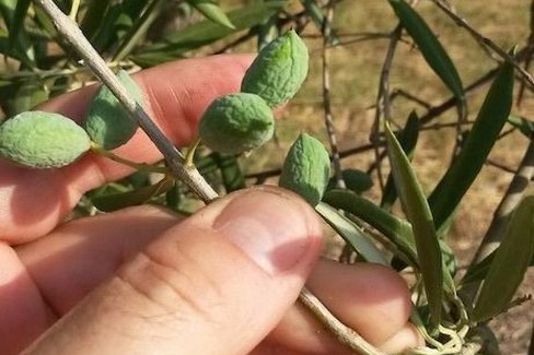effetti della siccità sulle produzioni agricole